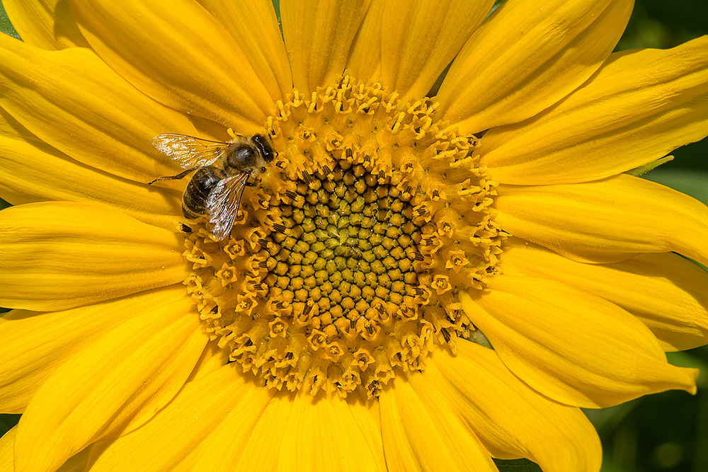 Besuch an der Blüte