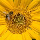 Besuch an der Blüte