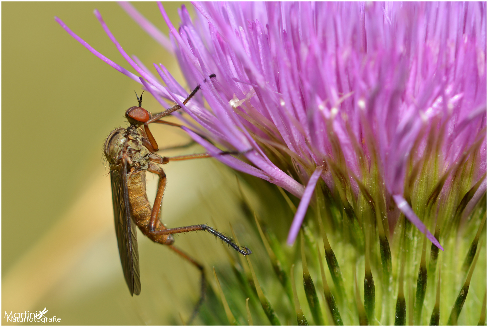 Besuch an der Distelblüte