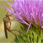 Besuch an der Distelblüte