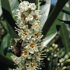 Besuch an der Kirschlorbeerblüte