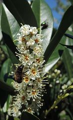 Besuch an der Kirschlorbeerblüte