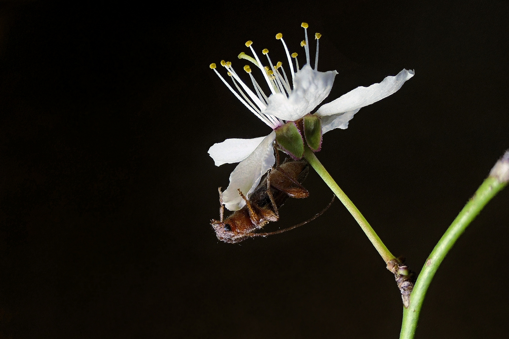 Besuch an der Schlehenblüte