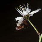 Besuch an der Schlehenblüte