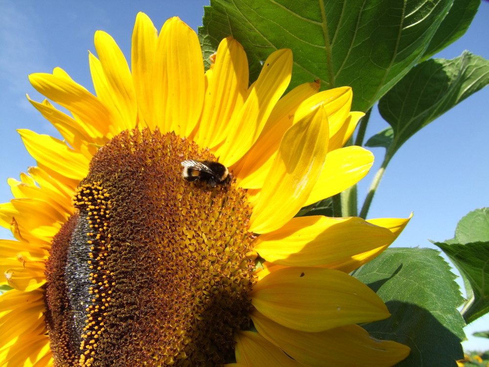 Besuch an der Sonne