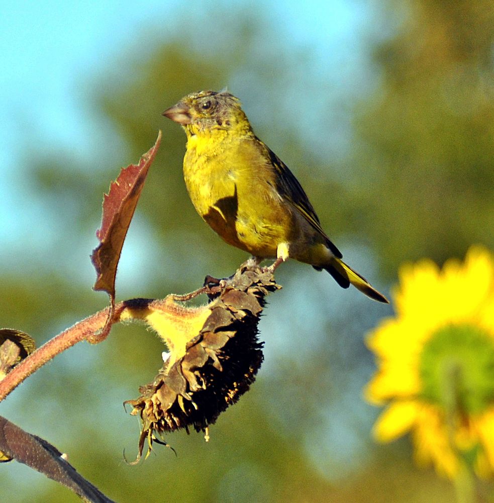 Besuch an der Sonnenblume