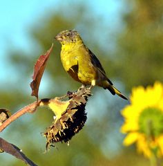 Besuch an der Sonnenblume