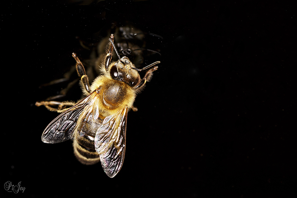 Besuch an der Terrassentür