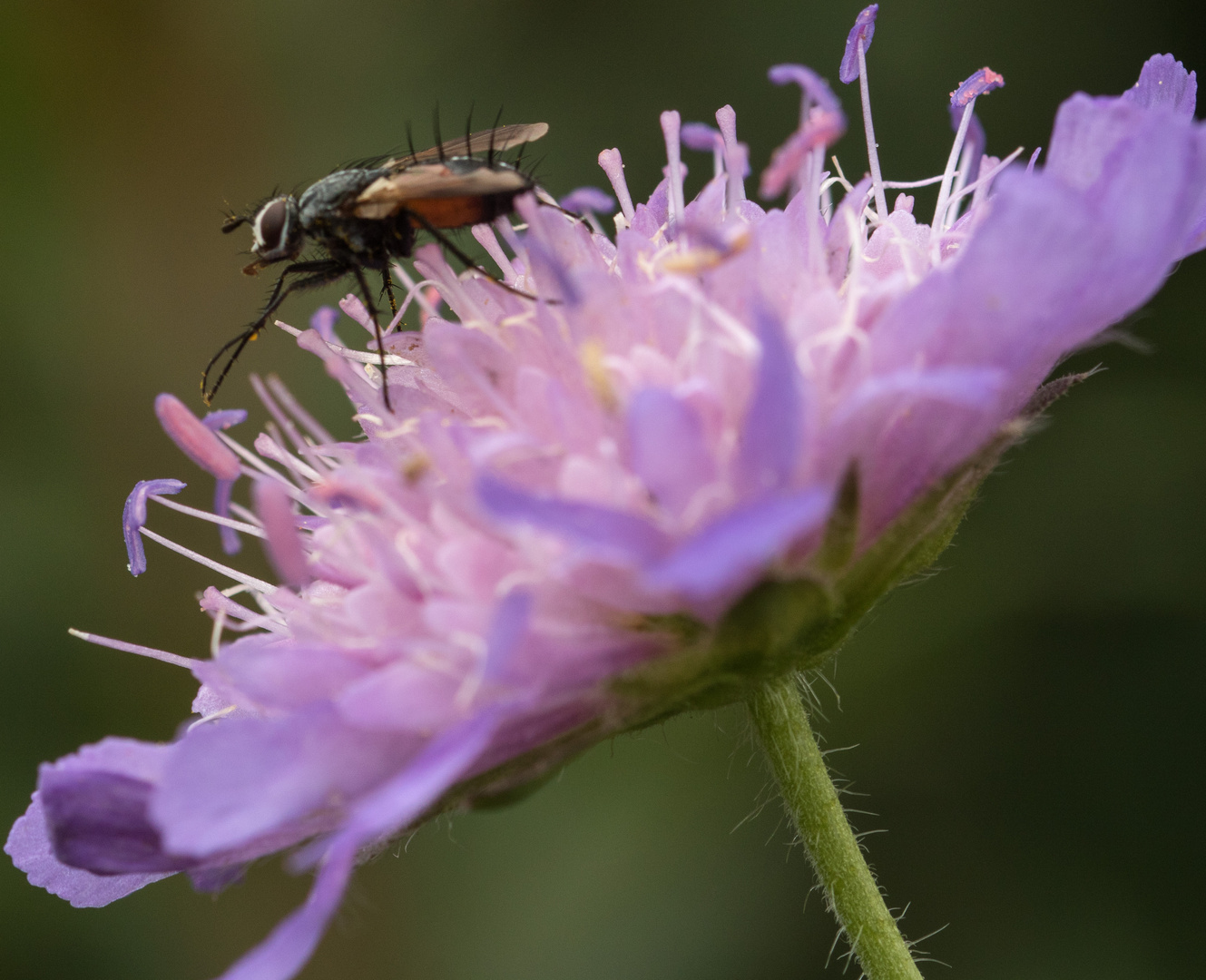 Besuch an der Wiesenblume