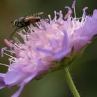 Besuch an der Wiesenblume