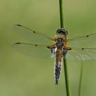 Besuch an meinem neu angelegten Gartenteich