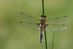 Besuch an meinem neu angelegten Gartenteich