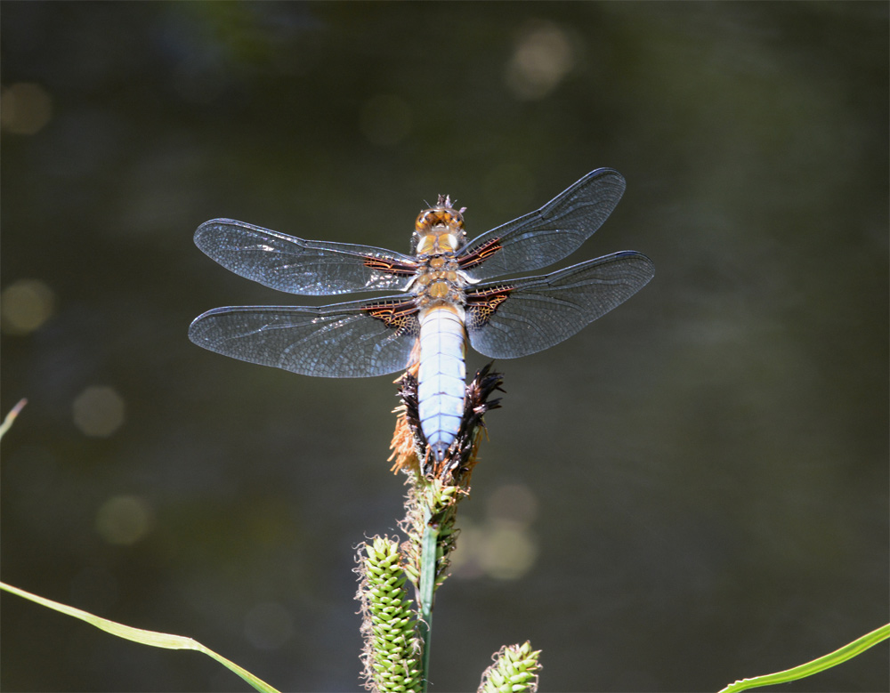 Besuch an meinem Teich: Ein Plattbauchmännchen