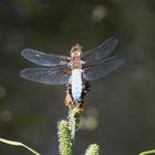 Besuch an meinem Teich: Ein Plattbauchmännchen