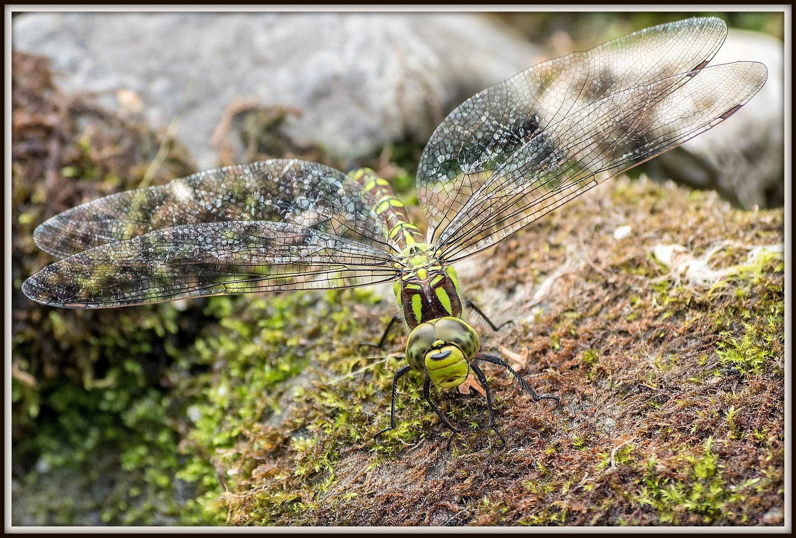 Besuch an unserem Gartenteich.