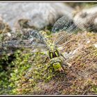 Besuch an unserem Gartenteich.