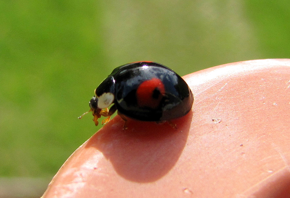 Besuch auf Balkon