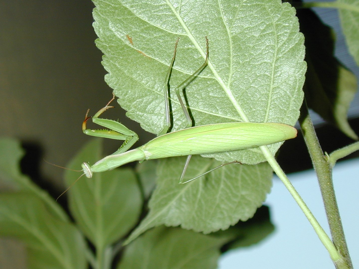 Besuch auf Balkon in NÖ (2001)