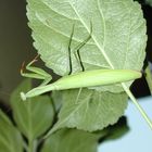 Besuch auf Balkon in NÖ (2001)