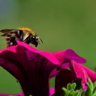 Besuch auf Begonie