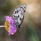 Besuch auf Blüte