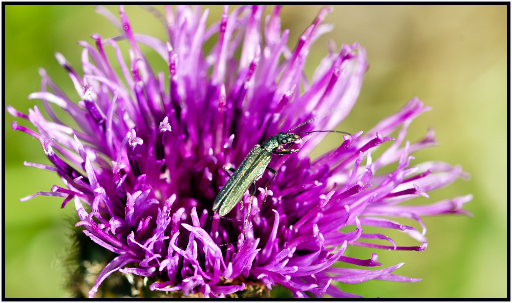 Besuch auf Blume