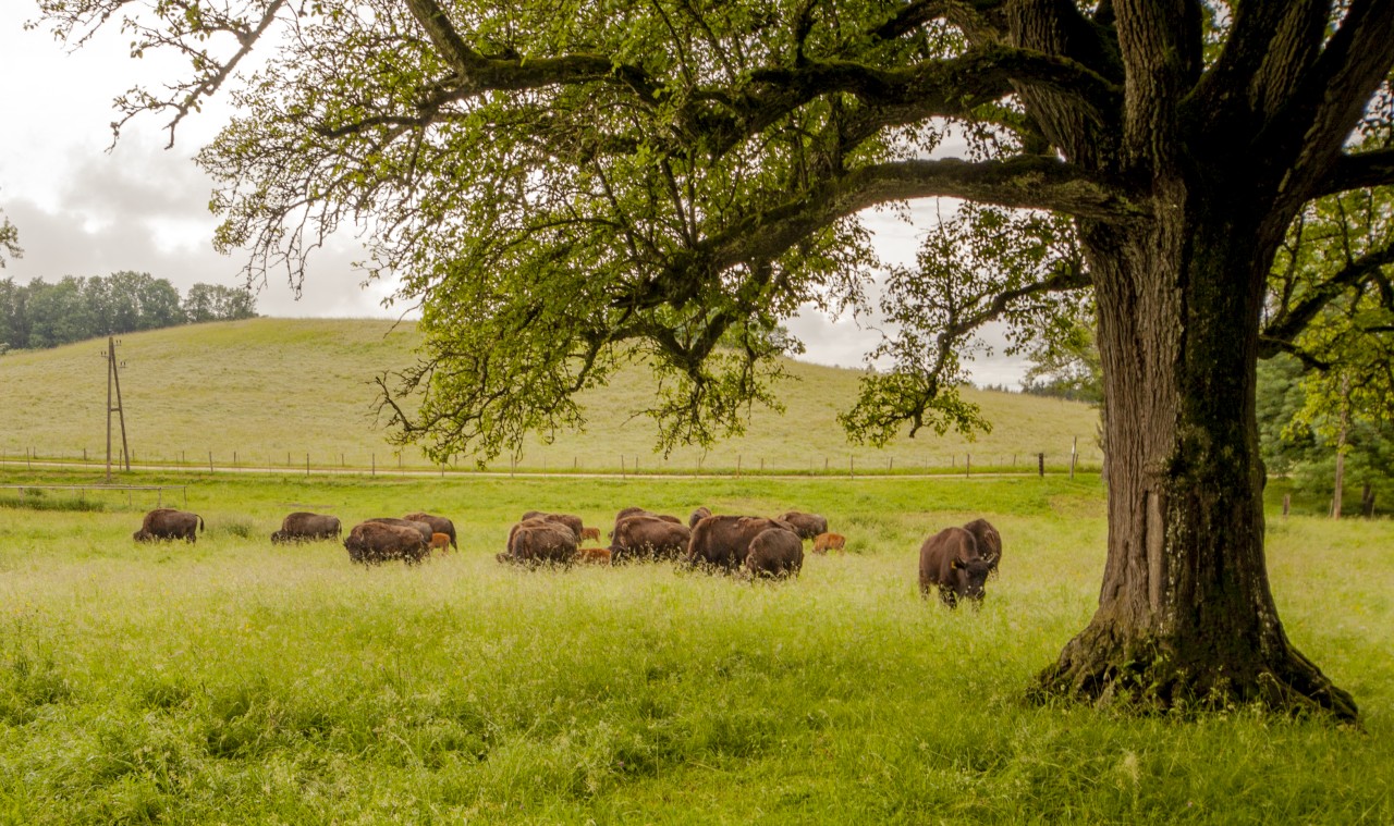 Besuch auf Bodenwald