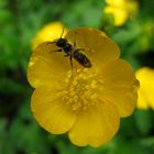 Besuch auf Butterblümchen