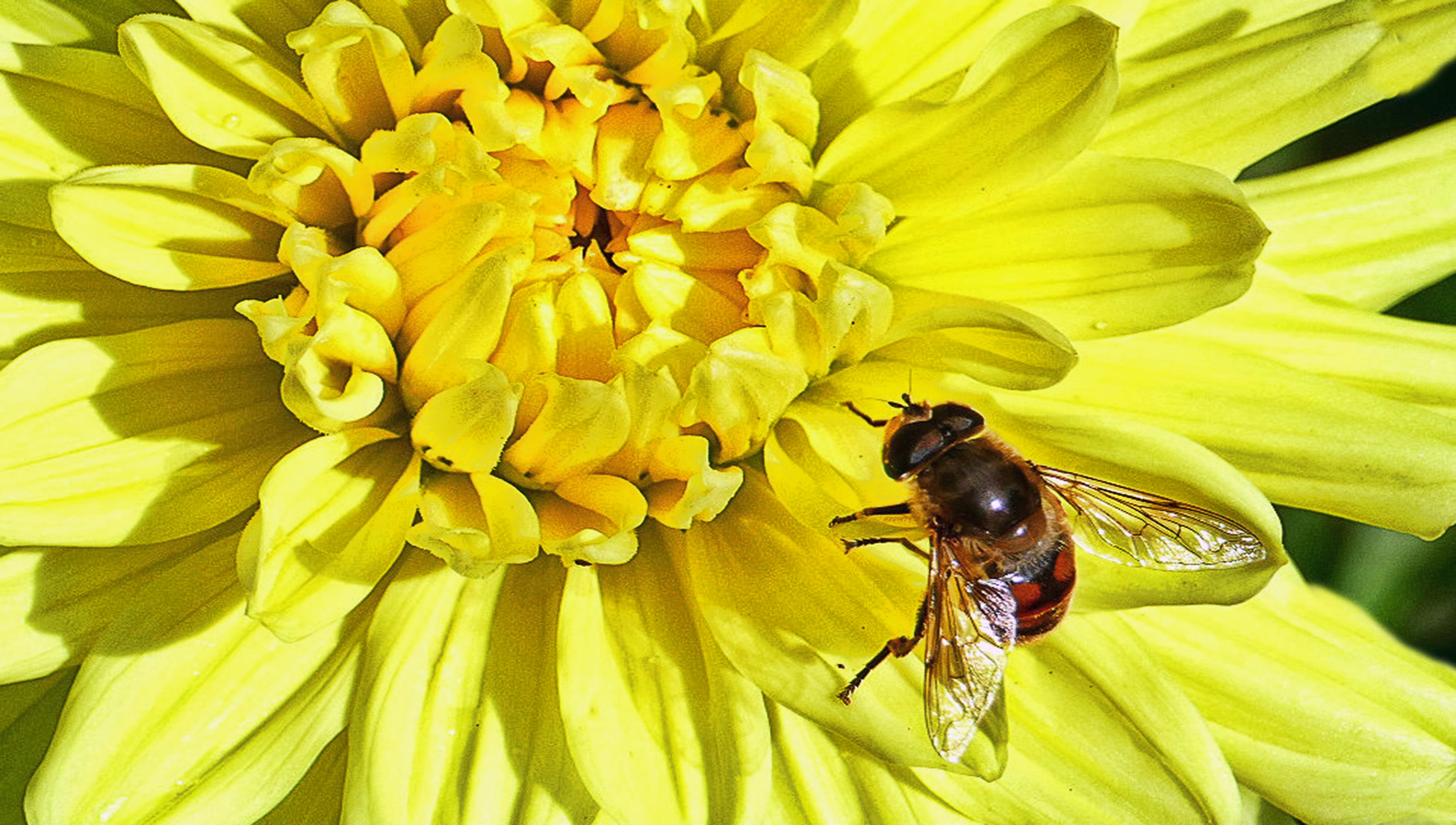 Besuch auf Dahlie 