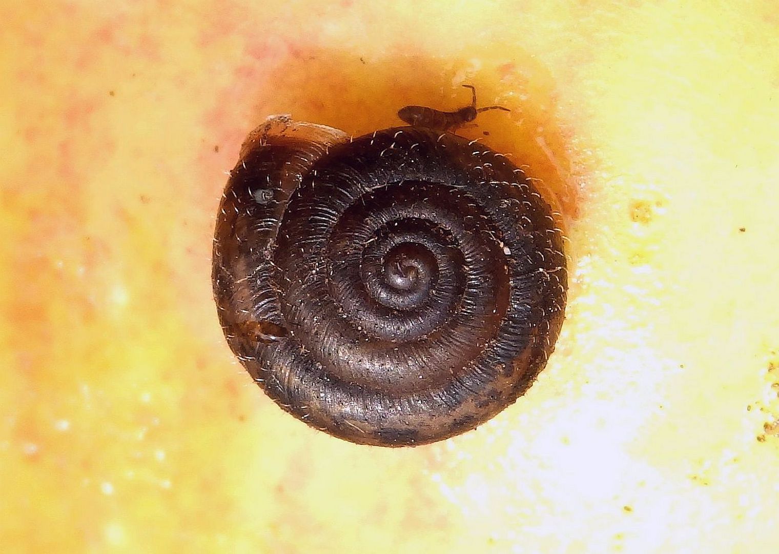 Besuch auf dem Apfelbaum - Haarschnecke und Springschwanz