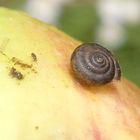 Besuch auf dem Apfelbaum - Haarschnecke und Springschwanz