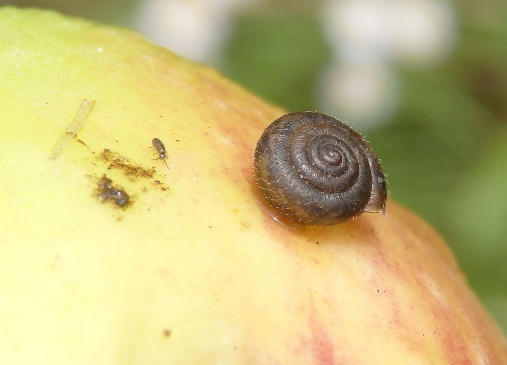 Besuch auf dem Apfelbaum - Haarschnecke und Springschwanz