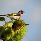 besuch auf dem balkon