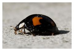 Besuch auf dem Balkon