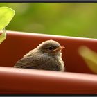 Besuch auf dem Balkon...