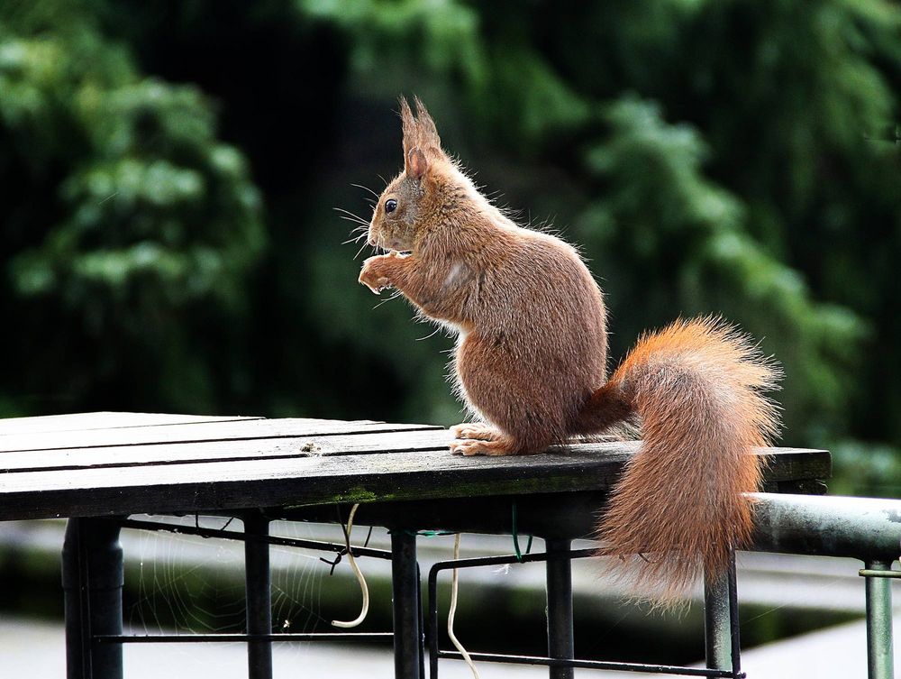 Besuch auf dem Balkon