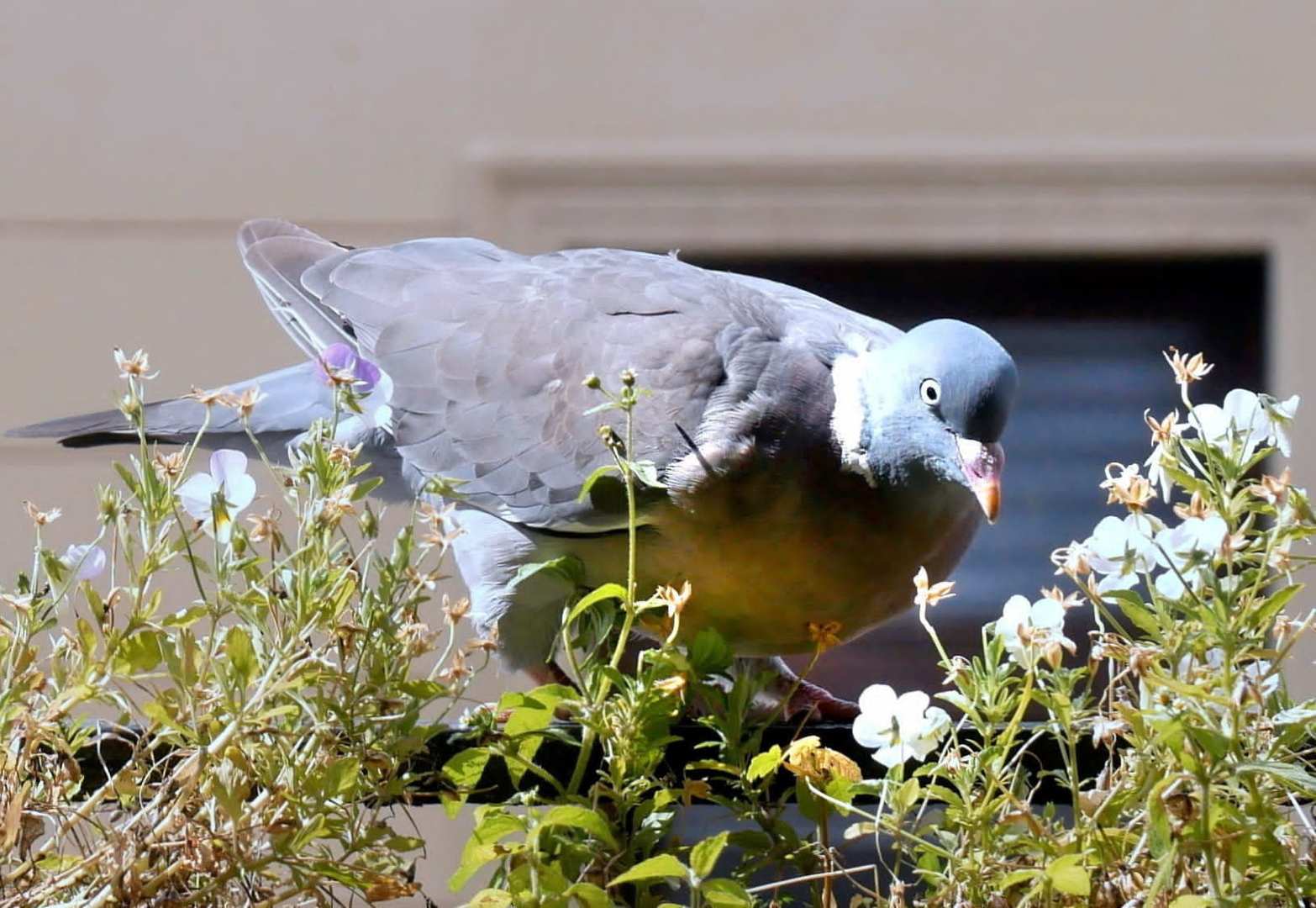 Besuch auf dem Balkon