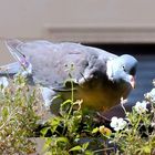 Besuch auf dem Balkon