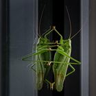 Besuch auf dem Balkon