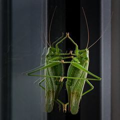 Besuch auf dem Balkon