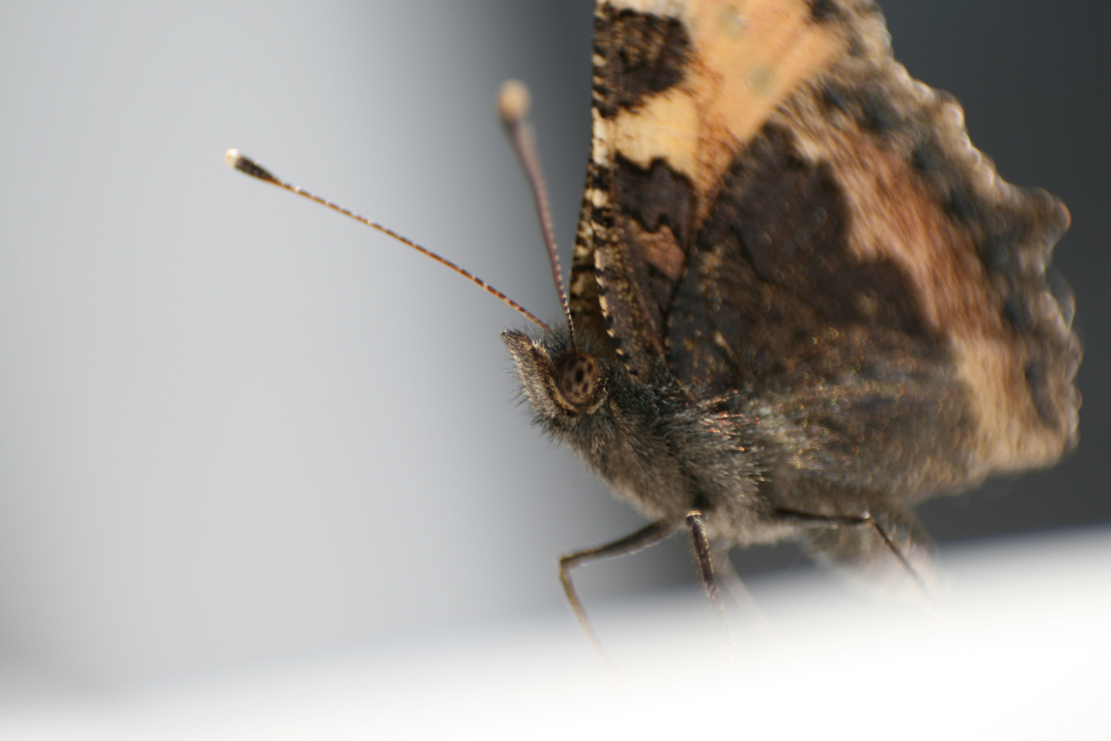 Besuch auf dem Balkon