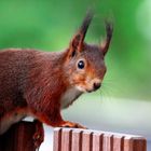 Besuch auf dem Balkon