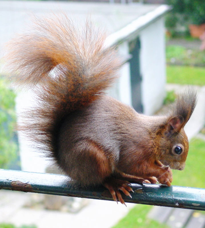 Besuch auf dem Balkon.