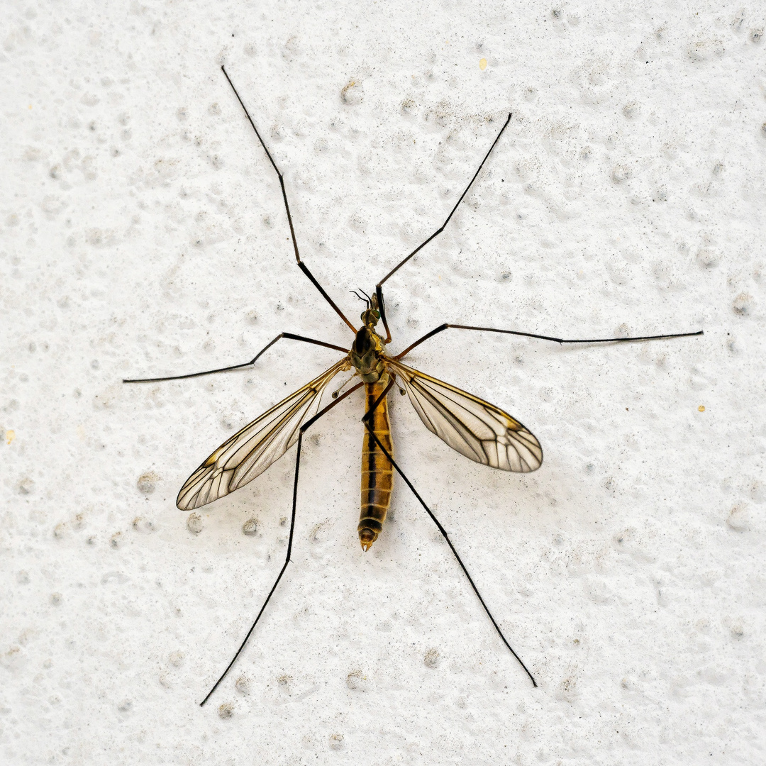 Besuch auf dem Balkon