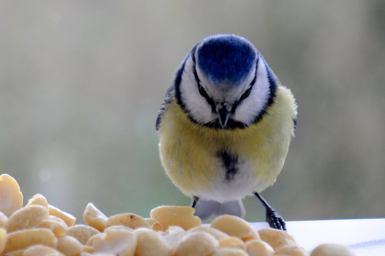 Besuch auf dem Balkon (Blaumeise)