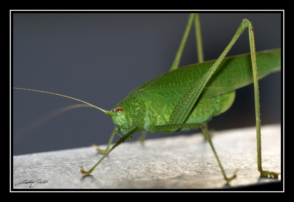 Besuch auf dem Balkon