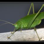 Besuch auf dem Balkon