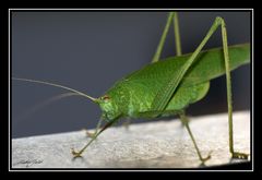 Besuch auf dem Balkon