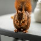 Besuch auf dem Balkon