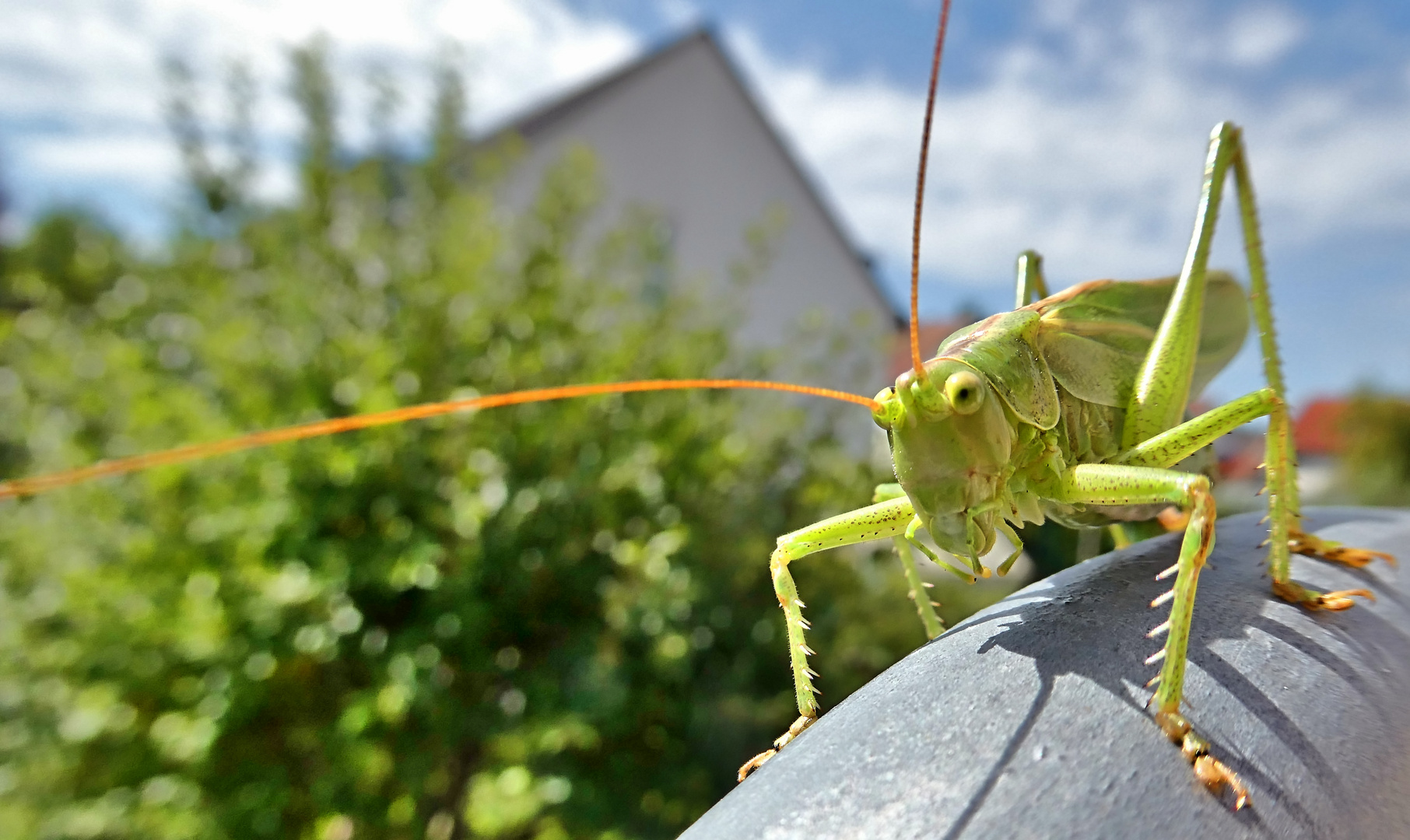 Besuch auf dem Balkongeländer